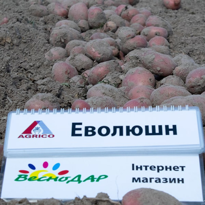 Фото Насіннєва картопля Еволюшн (1 репродукція), №7