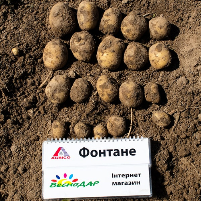 Фото Насіннєва картопля Фонтане (1 репродукція), №3