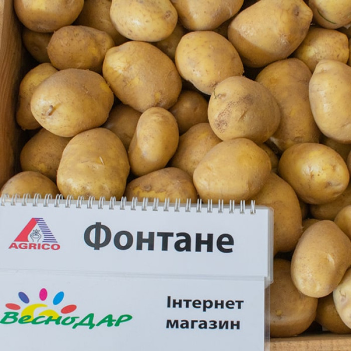Фото Насіннєва картопля Фонтане (1 репродукція), №5