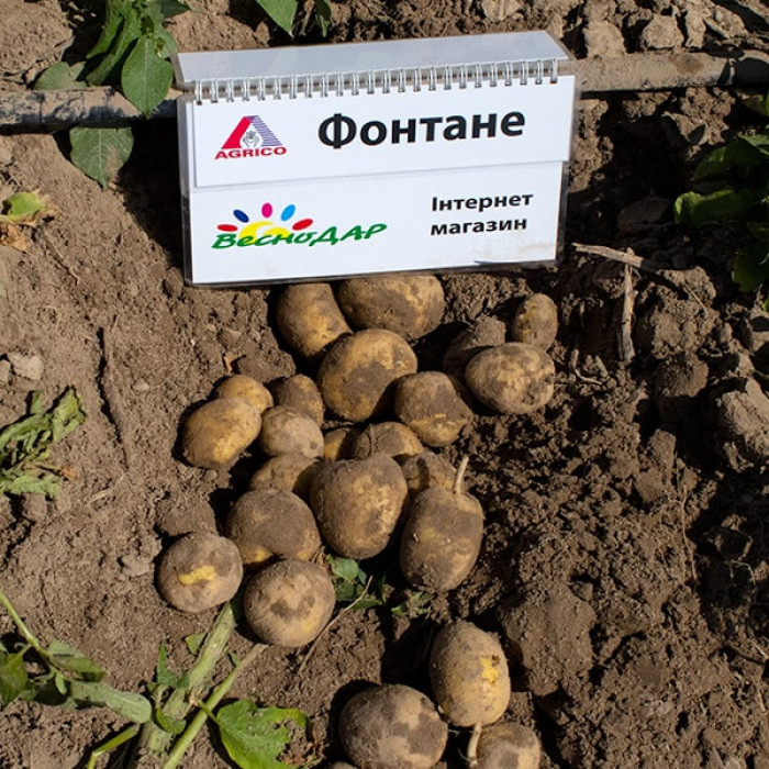 Фото Насіннєва картопля Фонтане (1 репродукція), №6