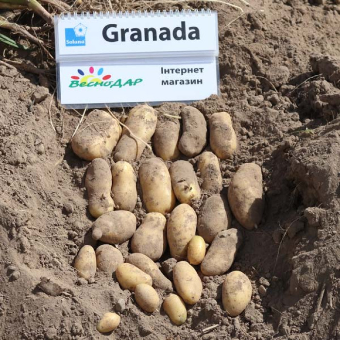 Фото Насіннєва картопля Гранада (1 репродукція), №1