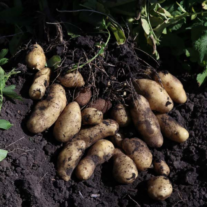 Фото Насіннєва картопля Гранада (1 репродукція), №2