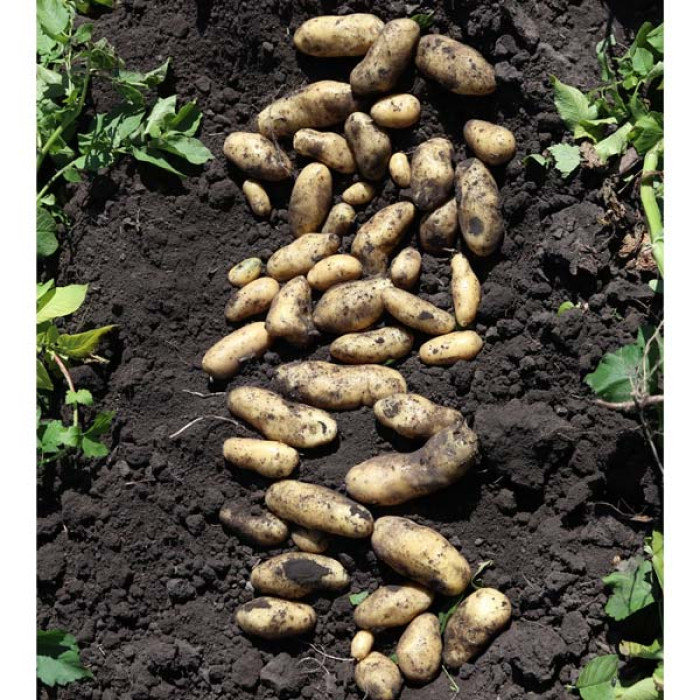 Фото Насіннєва картопля Гранада (1 репродукція), №3