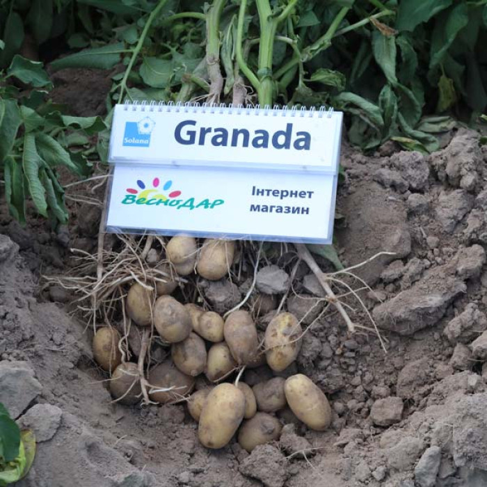 Фото Насіннєва картопля Гранада (1 репродукція), №6