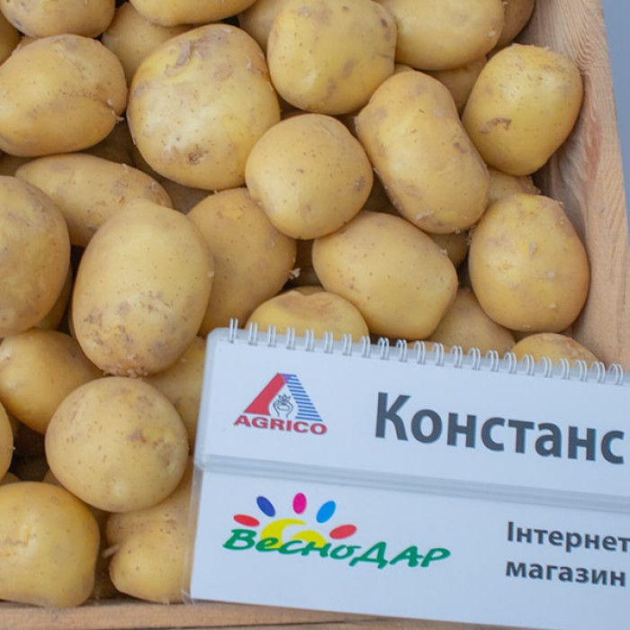 Фото Насіннєва картопля Констанс (1 репродукція), №6