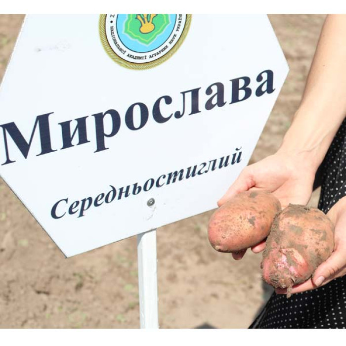 Фото Насіннєва картопля Мирослава (Еліта), №3