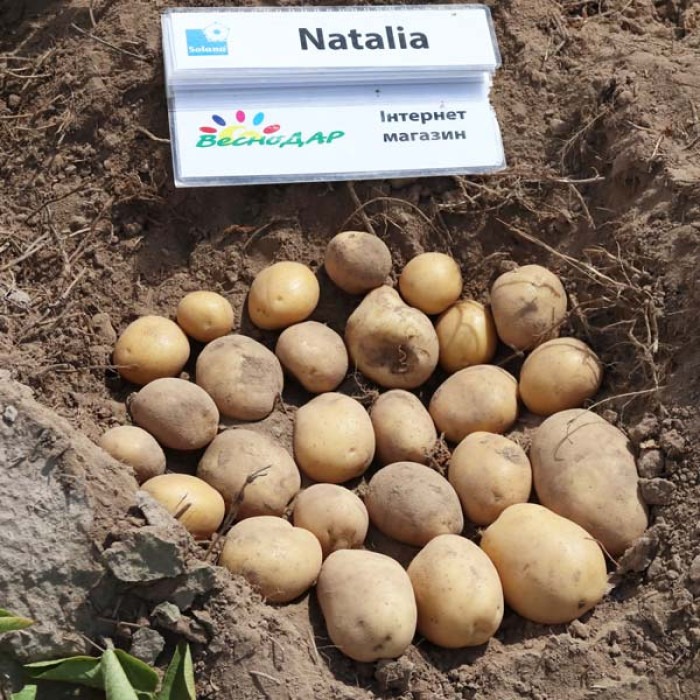 Фото Насіннєва картопля Наталія (1 репродукція), №2