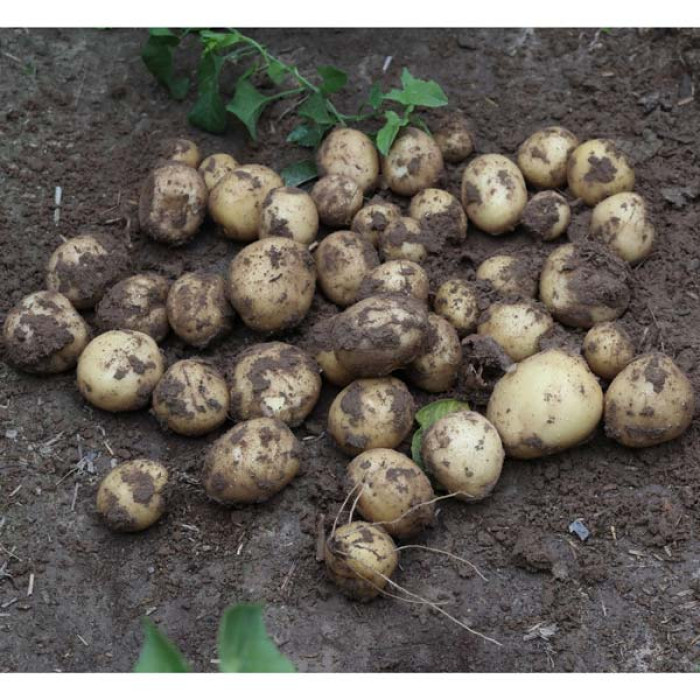 Фото Насіннєва картопля Наталія (1 репродукція), №3