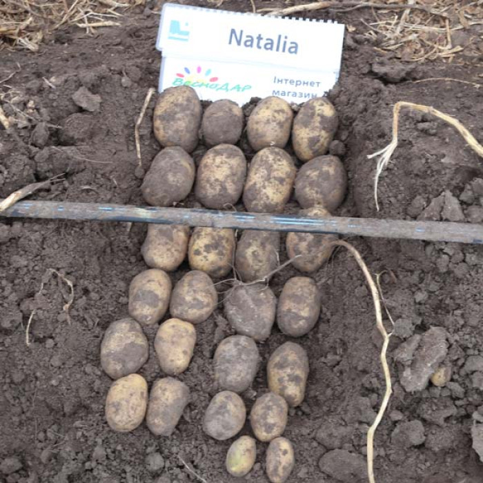 Фото Насіннєва картопля Наталія (1 репродукція), №5
