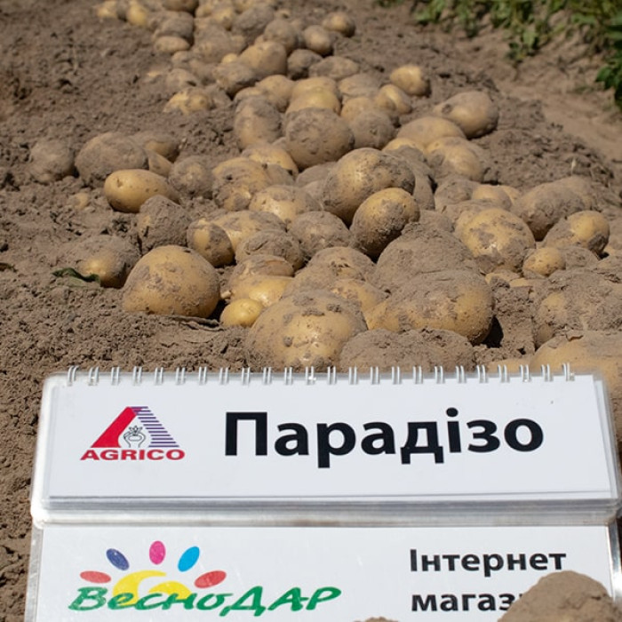 Фото Насіннєва картопля Парадізо (1 репродукція), №3
