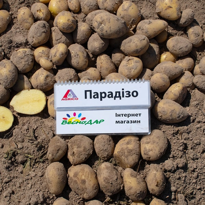 Фото Насіннєва картопля Парадізо (1 репродукція), №5