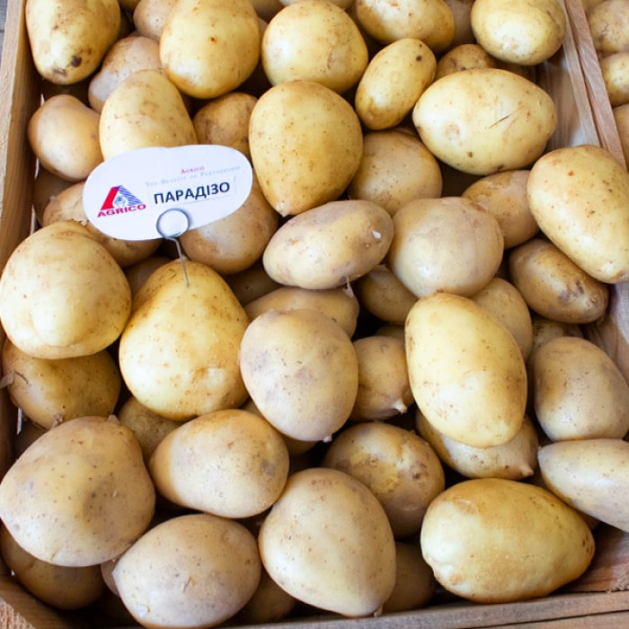Фото Насіннєва картопля Парадізо (1 репродукція), №6