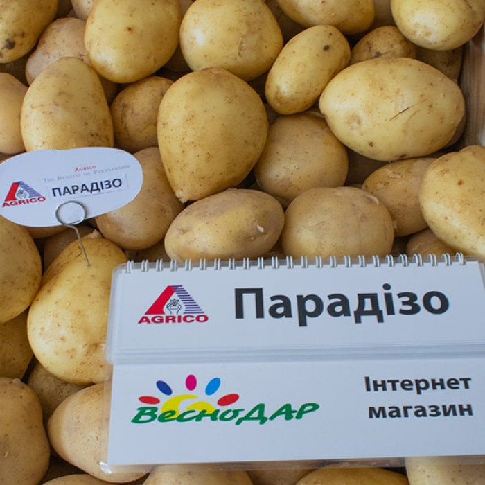 Фото Насіннєва картопля Парадізо (1 репродукція), №7