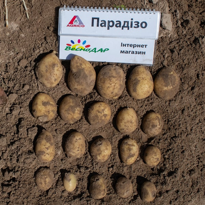 Фото Насіннєва картопля Парадізо (1 репродукція), №8