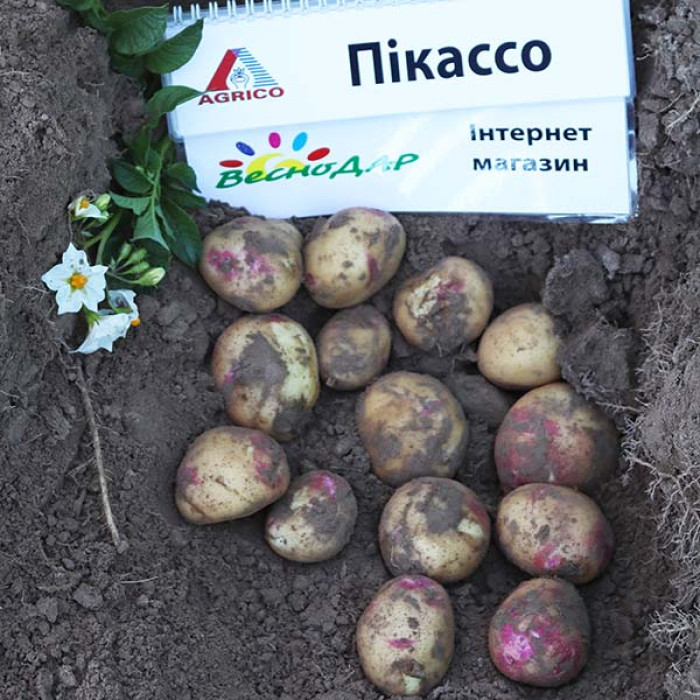 Фото Насіннєва картопля Пікассо (Синьоглазка) (1 репродукція), №2