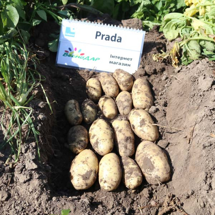 Фото Насіннєва картопля Прада (1 репродукція), №4