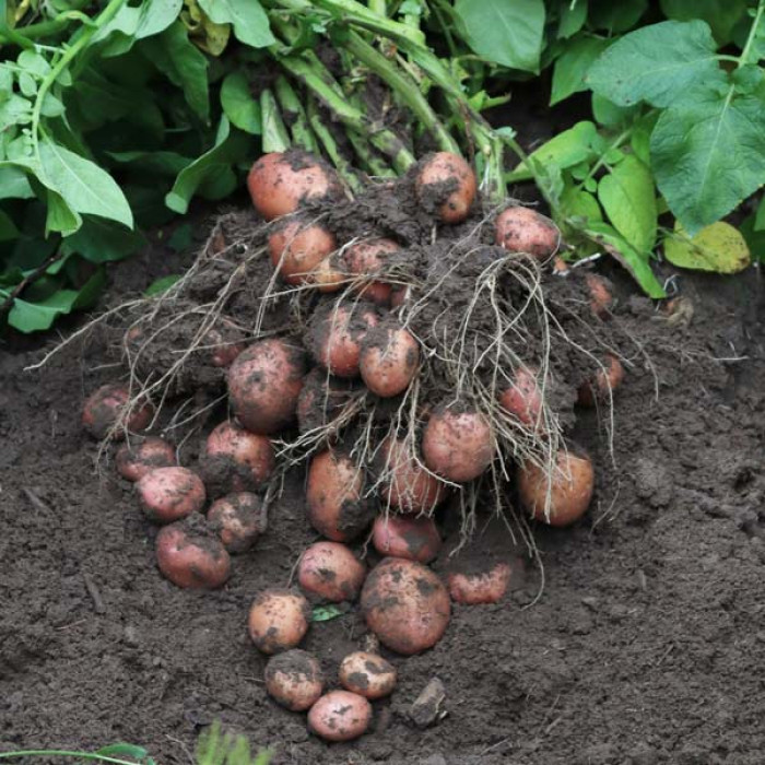 Фото Насіннєва картопля Родріга (1 репродукція), №2