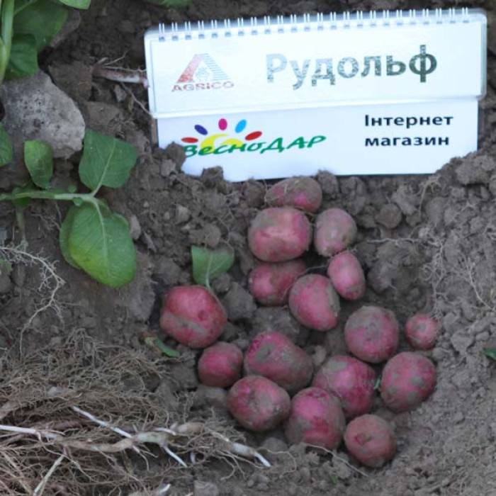 Фото Насіннєва картопля Рудольф (1 репродукція), №3