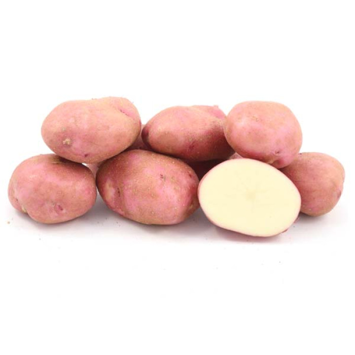 Фото Насіннєва картопля Рудольф (1 репродукція)