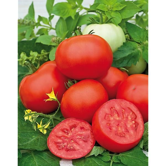 Фото Насіння томатів (помідор) Амапола F1 (AMAPOLA F1)