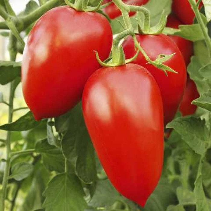 Фото Насіння томатів (помідор) Адель F1 (Adel F1 )