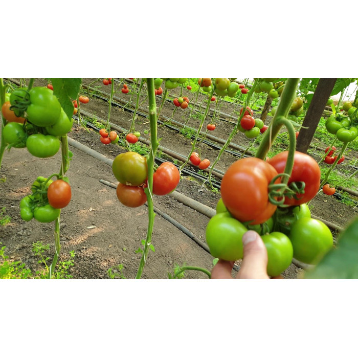 Фото Насіння томатів (помідор) Адріатіка F1 (Adriatika F1), №2