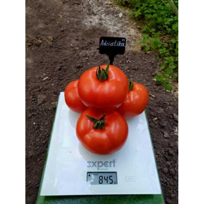 Фото Насіння томатів (помідор) Адріатіка F1 (Adriatika F1)