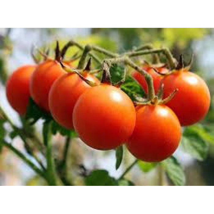 Фото Насіння томатів (помідор) Чері Блоссом F1 (CHERRI BLOSSOM F1)