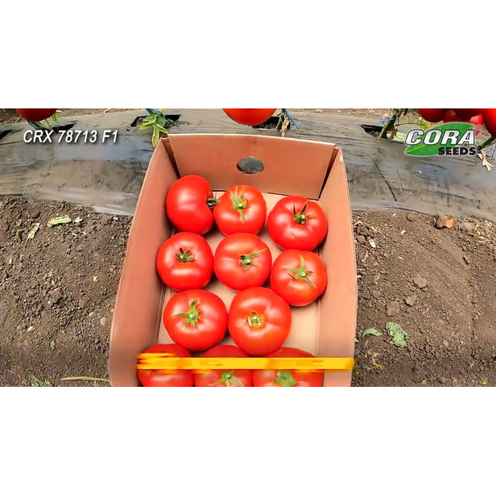 Фото Насіння томатів (помідор) CRX 78713 F1