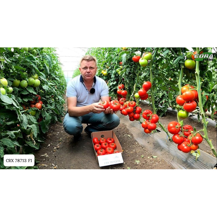 Фото Насіння томатів (помідор) CRX 78713 F1, №1