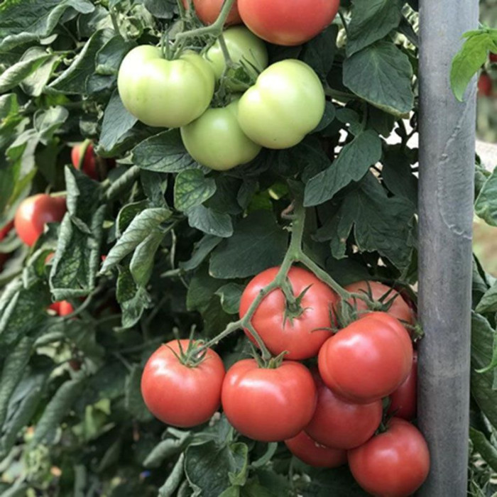 Фото Насіння томатів (помідор) CRX 78951 F1