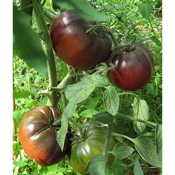 Фото Насіння томатів (помідор) Чорний Принц, №1
