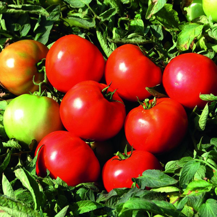 Фото Насіння томатів (помідор) Дайсон F1 (Dayson F1)
