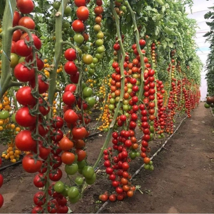 Фото Насіння томатів (помідор) Деліччіо F1 (DELYCHCHYO F1)