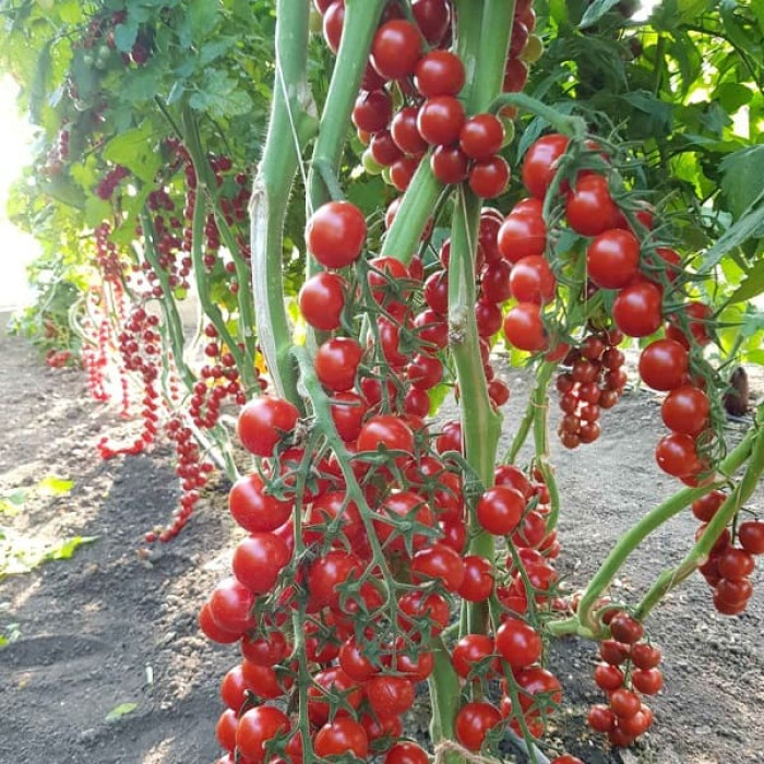 Фото Насіння томатів (помідор) ES 5005-270 F1, №1
