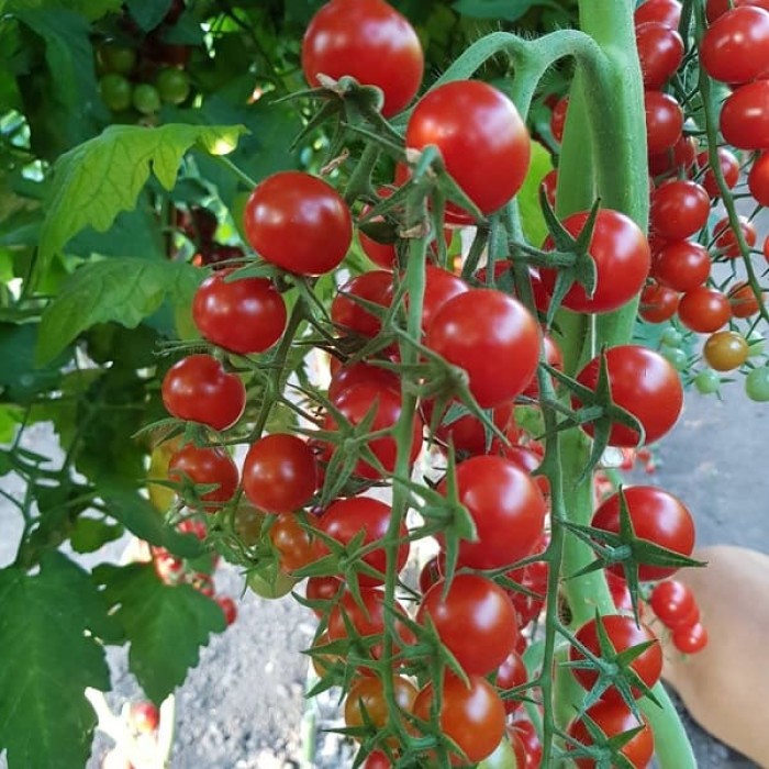 Фото Насіння томатів (помідор) ES 5005-270 F1