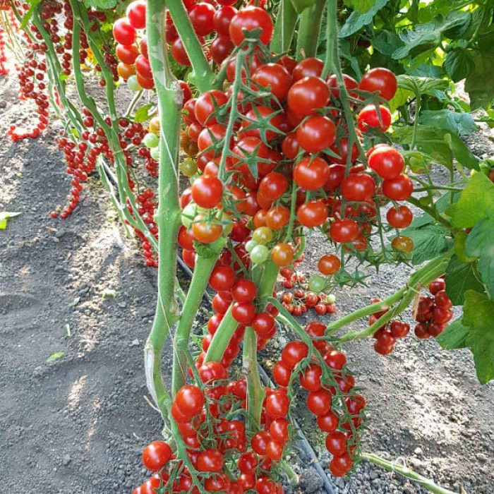 Фото Насіння томатів (помідор) ES 5005-270 F1, №2