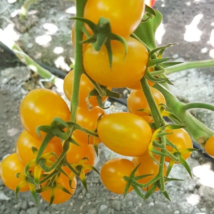 Фото Насіння томатів (помідор) ES 5005-821 F1, №1