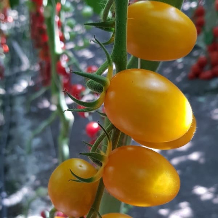 Фото Насіння томатів (помідор) ES 5005-821 F1, №2