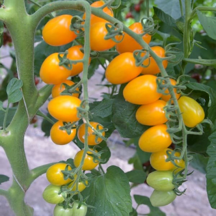 Фото Насіння томатів (помідор) ES 5005-821 F1