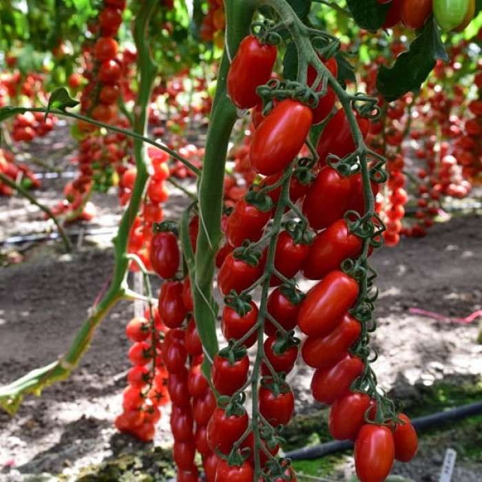 Фото Насіння томатів (помідор) ES 51076 F1, №1
