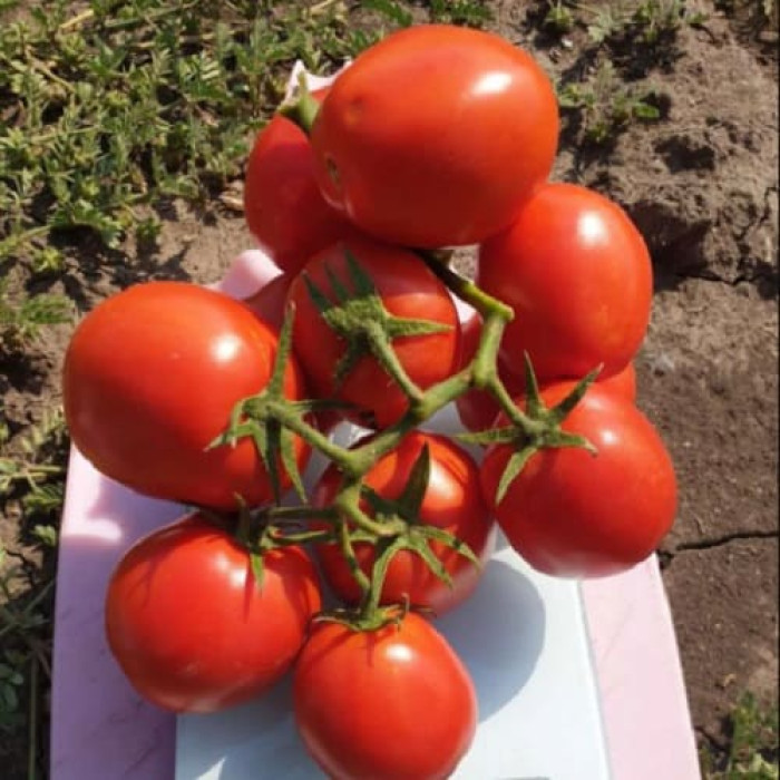 Фото Насіння томатів (помідор) ES 14916 F1, №1