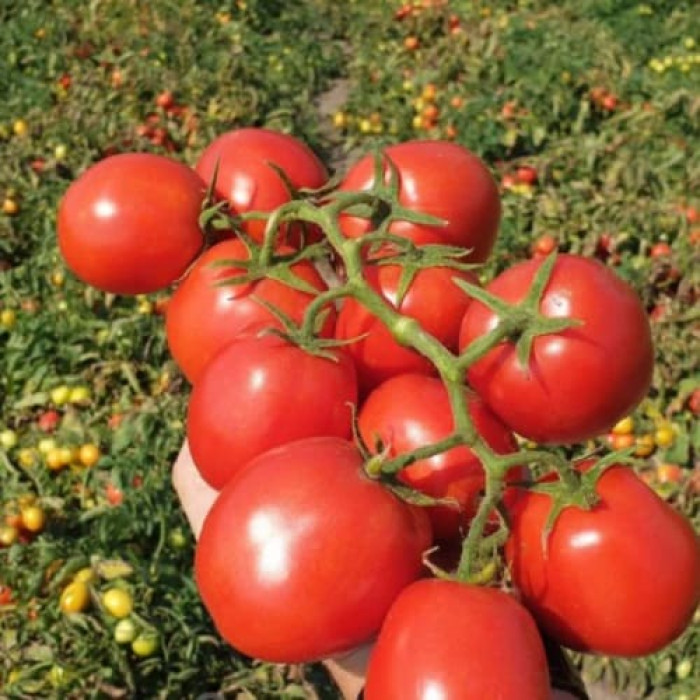 Фото Насіння томатів (помідор) ES 14916 F1