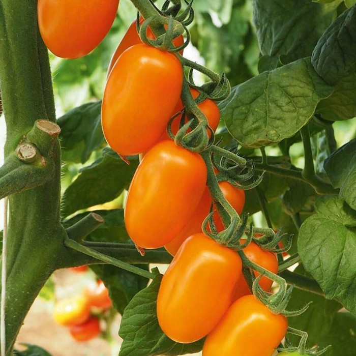 Фото Насіння томатів (помідор) Фантіно F1 (Fantino F1), №1