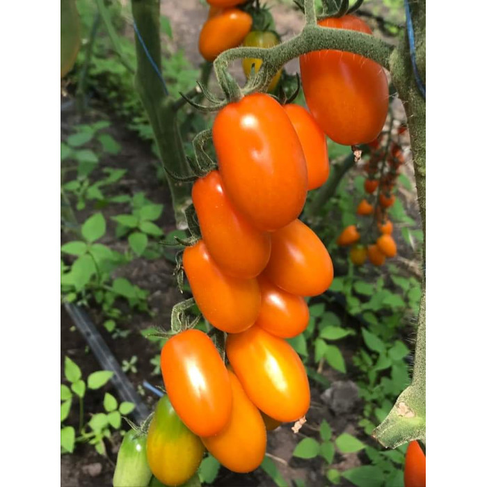 Фото Насіння томатів (помідор) Фантіно F1 (Fantino F1)