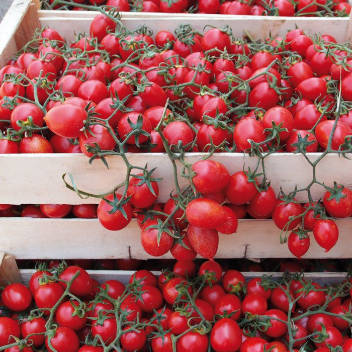 Фото Насіння томатів (помідор) Фрассімо F1 (Frassimo F1)