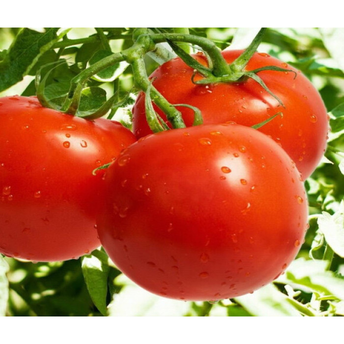 Фото Насіння томатів (помідор) Джемпакт F1 (Jempact F1)