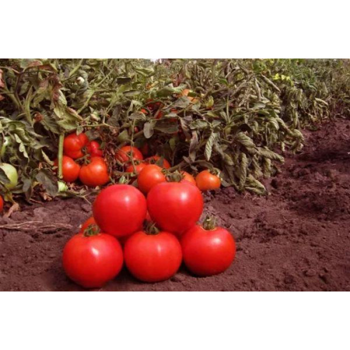 Фото Насіння томатів (помідор) Джемпакт F1 (Jempact F1), №1