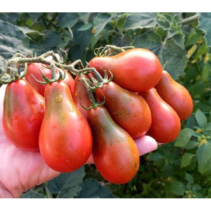 Фото Насіння томатів (помідор) Джессіка F1 (Jessica F1)