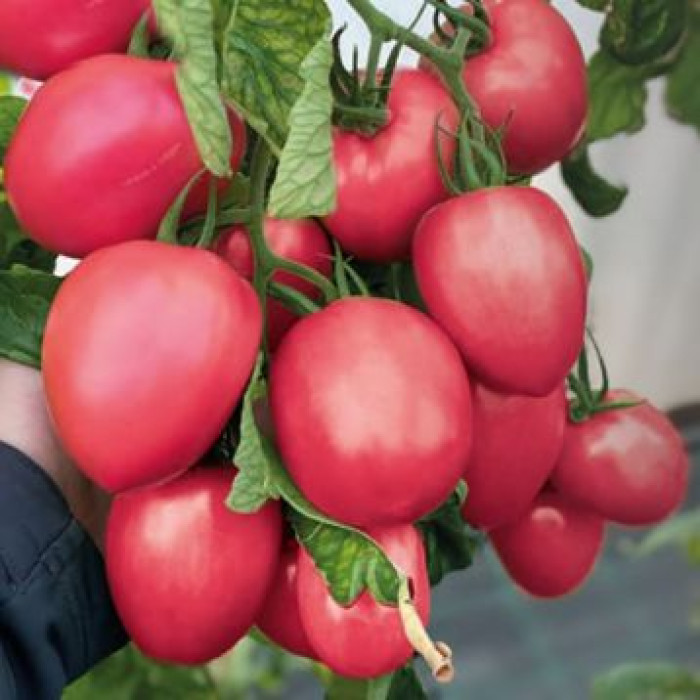 Фото Насіння томатів (помідор) Джангсі F1 (Jangcy F1)